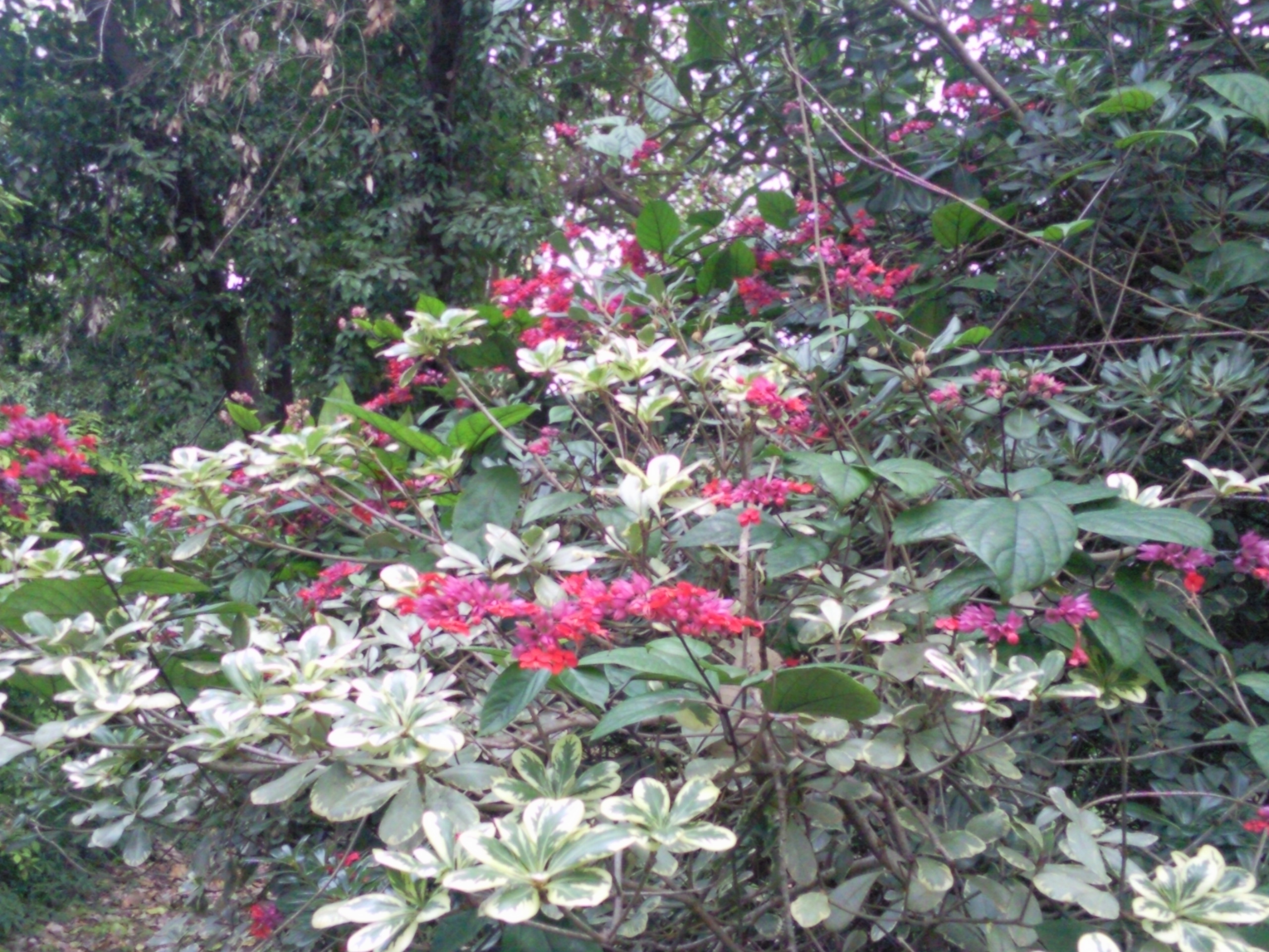 Clerodendrum